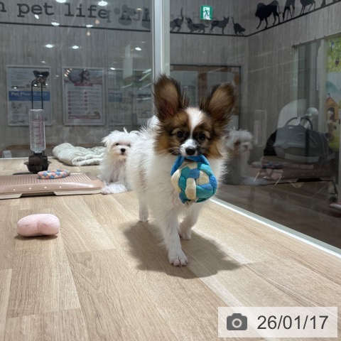 パピヨンの写真