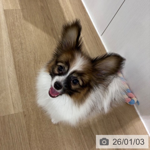 埼玉県のパピヨン (ペットプラス 所沢店/2025年10月13日生まれ/男の子/ホワイトレッド)の子犬の3枚目の画像