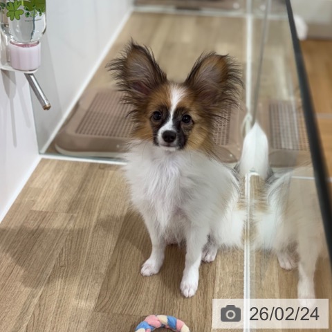 埼玉県のパピヨン (ペットプラス 所沢店/2025年10月13日生まれ/男の子/ホワイトレッド)の子犬の4枚目の画像