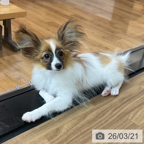 パピヨンの写真