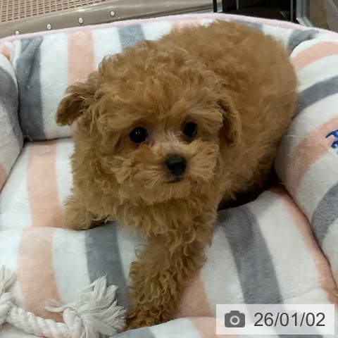 埼玉県のトイプードル(トイ) (ペッツワン 吉川美南店/2025年10月20日生まれ/男の子/レッド)の子犬の4枚目の画像