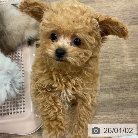 埼玉県のトイプードル(トイ) (ペッツワン 吉川美南店/2025年10月20日生まれ/男の子/レッド)の子犬の3枚目の画像