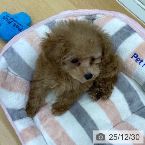 香川県のトイプードル(トイ) (ペットプラス 綾川店/2025年10月23日生まれ/女の子/アプリコット)の子犬の4枚目の画像