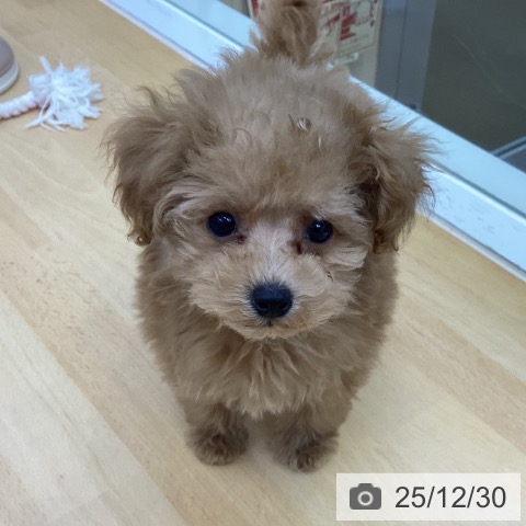 香川県のトイプードル(トイ) (ペットプラス 綾川店/2025年10月23日生まれ/女の子/アプリコット)の子犬の3枚目の画像