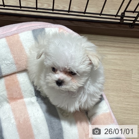 徳島県のマルチーズ (ペットプラス 徳島店/2025年10月28日生まれ/男の子/ホワイト)の子犬の4枚目の画像