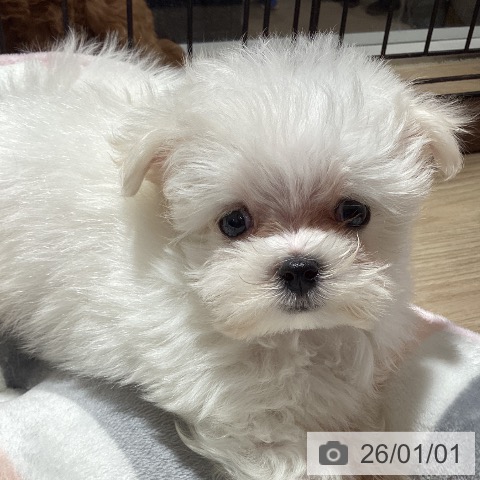 徳島県のマルチーズ (ペットプラス 徳島店/2025年10月28日生まれ/男の子/ホワイト)の子犬の3枚目の画像