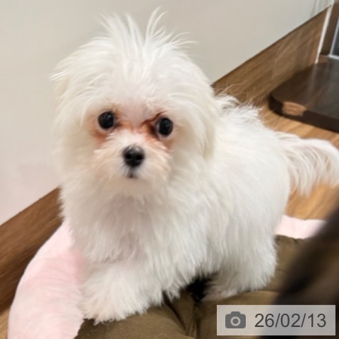 マルチーズの写真