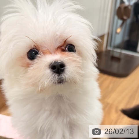 岡山県のマルチーズ (ペッツワン 岡山南店/2025年10月28日生まれ/男の子/ホワイト)の子犬の3枚目の画像