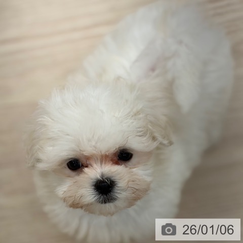 京都府のマルチーズ (ペットプラス 京都桂川店/2025年10月28日生まれ/男の子/ホワイト)の子犬の4枚目の画像