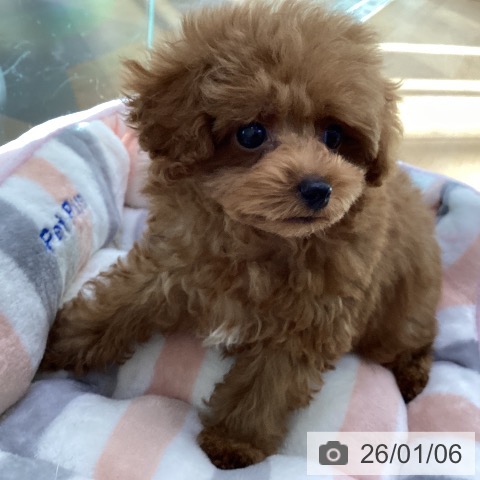 香川県のトイプードル(トイ) (ペットプラス 綾川店/2025年10月24日生まれ/男の子/レッド)の子犬の4枚目の画像