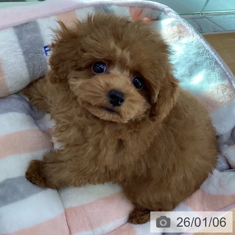 香川県のトイプードル(トイ) (ペットプラス 綾川店/2025年10月24日生まれ/男の子/レッド)の子犬の3枚目の画像