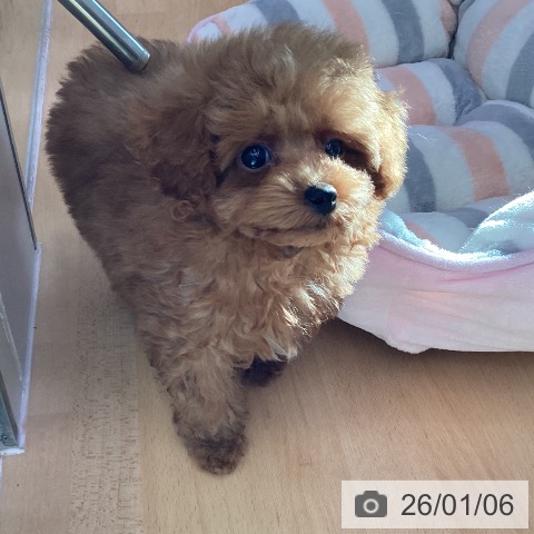 香川県のトイプードル(トイ) (ペットプラス 綾川店/2025年10月24日生まれ/男の子/レッド)の子犬の4枚目の画像