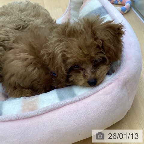 香川県のトイプードル(トイ) (ペットプラス 綾川店/2025年10月24日生まれ/男の子/レッド)の子犬の3枚目の画像