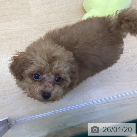 岡山県のトイプードル(トイ) (ペッツワン 岡山南店/2025年10月24日生まれ/男の子/レッド)の子犬の4枚目の画像