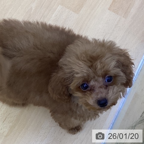 岡山県のトイプードル(トイ) (ペッツワン 岡山南店/2025年10月24日生まれ/男の子/レッド)の子犬の3枚目の画像