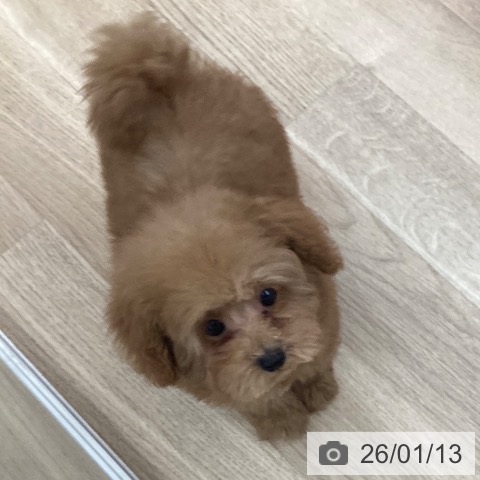 トイ・プードルの写真