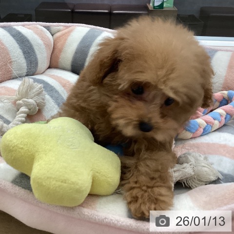 トイ・プードルの写真