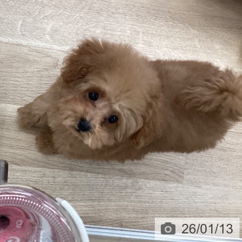 愛媛県のトイプードル(トイ) (ペットプラス 新居浜店/2025年10月24日生まれ/男の子/レッド)の子犬の4枚目の画像