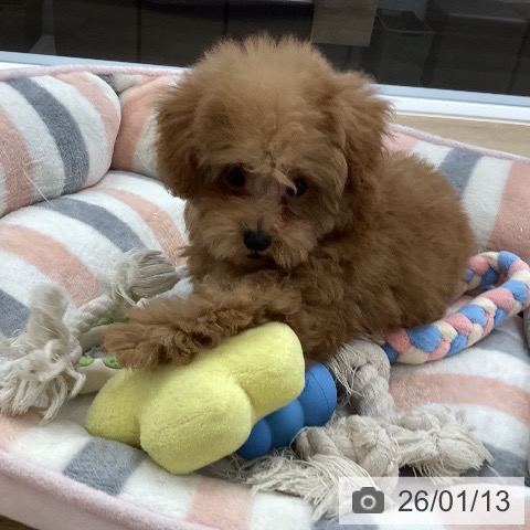 愛媛県のトイプードル(トイ) (ペットプラス 新居浜店/2025年10月24日生まれ/男の子/レッド)の子犬の3枚目の画像