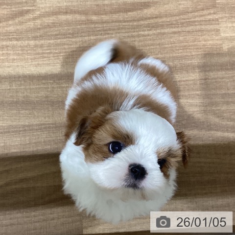 鳥取県のシーズー (ペッツワン 日吉津店/2025年10月25日生まれ/男の子/ホワイトゴールド)の子犬の3枚目の画像