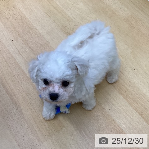 香川県のビションフリーゼ (ペットプラス 綾川店/2025年10月26日生まれ/女の子/ホワイト)の子犬の4枚目の画像