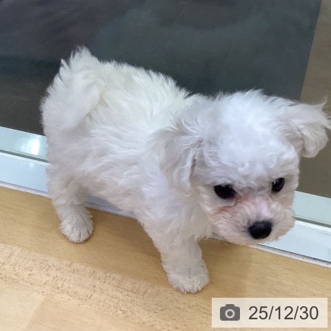 香川県のビションフリーゼ (ペットプラス 綾川店/2025年10月26日生まれ/女の子/ホワイト)の子犬の3枚目の画像