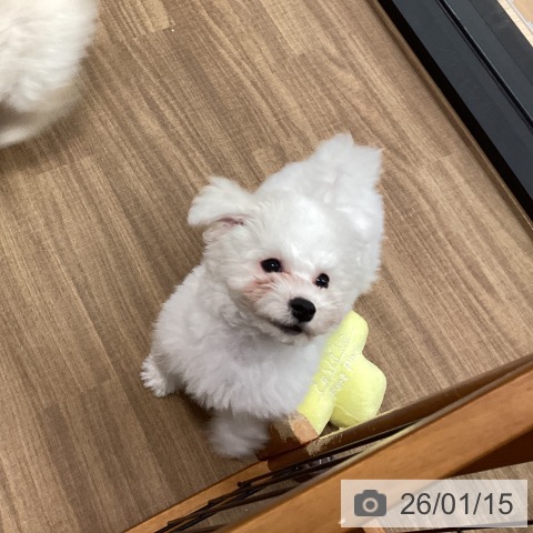 鳥取県のビションフリーゼ (ペッツワン 日吉津店/2025年10月26日生まれ/男の子/ホワイト)の子犬の3枚目の画像