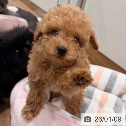 岡山県のトイプードル(トイ) (ペッツワン 岡山南店/2025年10月29日生まれ/男の子/アプリコット)の子犬の4枚目の画像