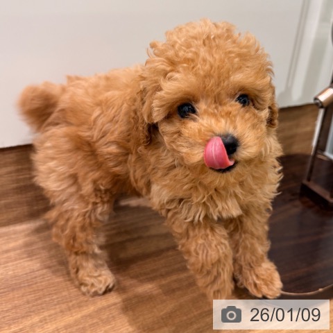 岡山県のトイプードル(トイ) (ペッツワン 岡山南店/2025年10月29日生まれ/男の子/アプリコット)の子犬の3枚目の画像