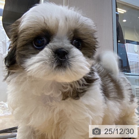 香川県のシーズー (ペットプラス 綾川店/2025年10月29日生まれ/男の子/ゴールドホワイト)の子犬の4枚目の画像