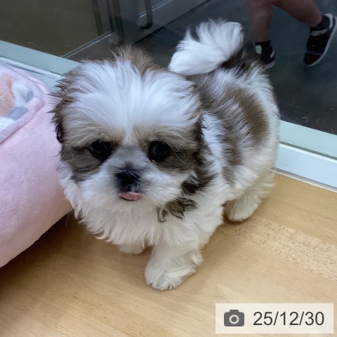 香川県のシーズー (ペットプラス 綾川店/2025年10月29日生まれ/男の子/ゴールドホワイト)の子犬の3枚目の画像