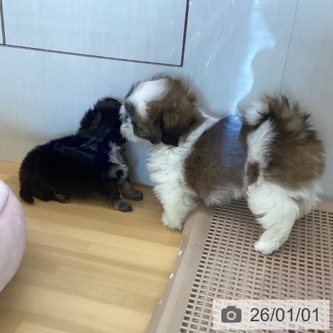 香川県のシーズー (ペットプラス 高松店/2025年10月29日生まれ/男の子/ゴールドホワイト)の子犬の3枚目の画像