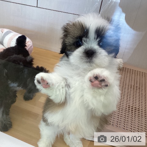 香川県のシーズー (ペットプラス 高松店/2025年10月29日生まれ/男の子/ゴールドホワイト)の子犬の4枚目の画像