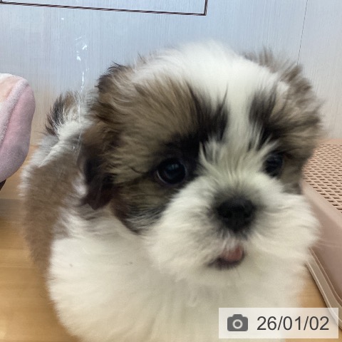 香川県のシーズー (ペットプラス 高松店/2025年10月29日生まれ/男の子/ゴールドホワイト)の子犬の3枚目の画像