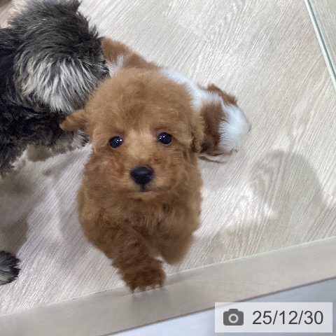 岡山県のトイプードル(トイ) (ペットプラス 岡山店/2025年10月25日生まれ/男の子/レッド)の子犬の3枚目の画像