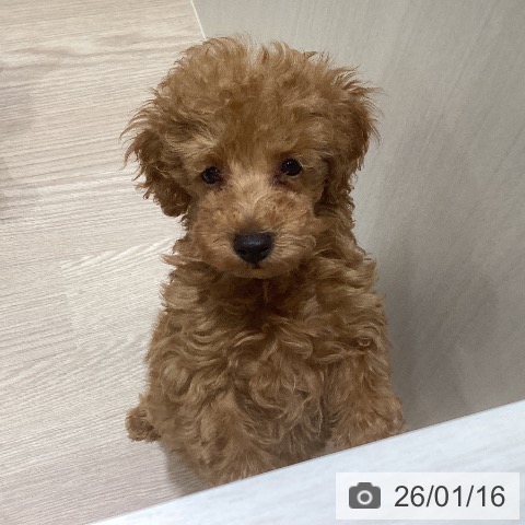 岡山県のトイプードル(トイ) (ペットプラス 岡山店/2025年10月25日生まれ/男の子/レッド)の子犬の3枚目の画像