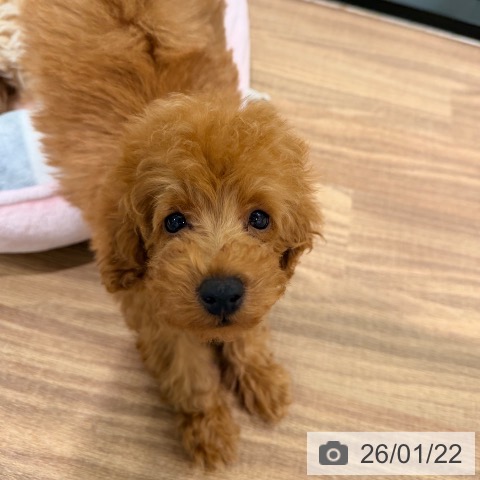 岡山県のトイプードル(トイ) (ペッツワン 岡山南店/2025年10月25日生まれ/男の子/レッド)の子犬の4枚目の画像