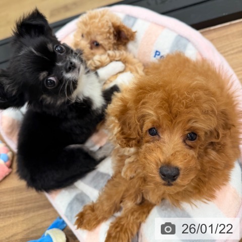 岡山県のトイプードル(トイ) (ペッツワン 岡山南店/2025年10月25日生まれ/男の子/レッド)の子犬の3枚目の画像