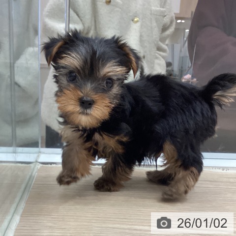 徳島県のヨークシャーテリア (ペットプラス 徳島店/2025年10月29日生まれ/男の子/スチールブルータン)の子犬の3枚目の画像