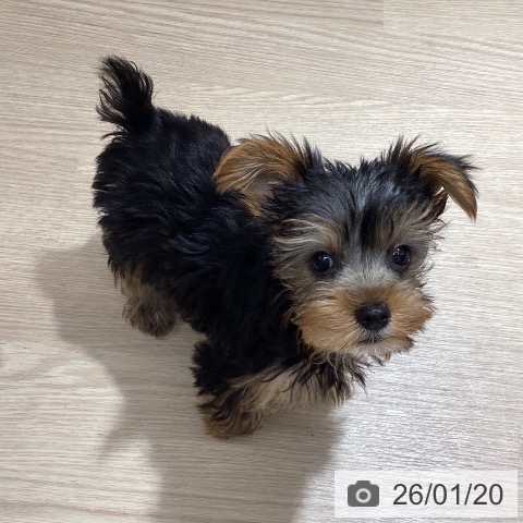 徳島県のヨークシャーテリア (ペットプラス 徳島店/2025年10月29日生まれ/男の子/スチールブルータン)の子犬の3枚目の画像