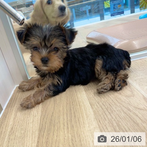 愛媛県のヨークシャーテリア (ペットプラス 新居浜店/2025年10月29日生まれ/女の子/スチールブルータン)の子犬の4枚目の画像