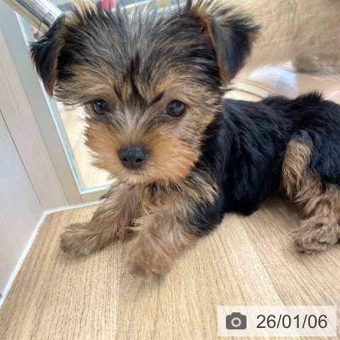 愛媛県のヨークシャーテリア (ペットプラス 新居浜店/2025年10月29日生まれ/女の子/スチールブルータン)の子犬の3枚目の画像