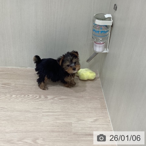 岡山県のヨークシャーテリア (ペットプラス 岡山店/2025年10月29日生まれ/女の子/スチールブルータン)の子犬の4枚目の画像