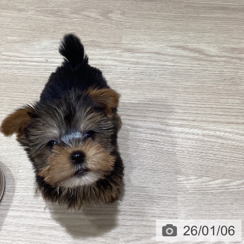 岡山県のヨークシャーテリア (ペットプラス 岡山店/2025年10月29日生まれ/女の子/スチールブルータン)の子犬の3枚目の画像