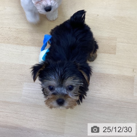 香川県のヨークシャーテリア (ペットプラス 綾川店/2025年10月29日生まれ/女の子/スチールブルータン)の子犬の4枚目の画像