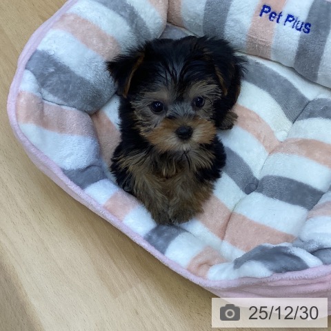 香川県のヨークシャーテリア (ペットプラス 綾川店/2025年10月29日生まれ/女の子/スチールブルータン)の子犬の3枚目の画像