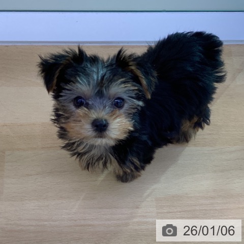 香川県のヨークシャーテリア (ペットプラス 綾川店/2025年10月29日生まれ/女の子/スチールブルータン)の子犬の4枚目の画像