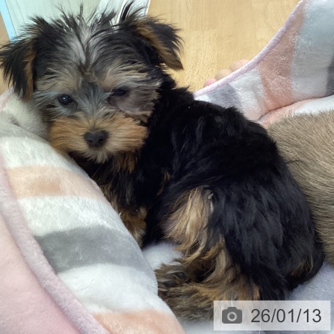 香川県のヨークシャーテリア (ペットプラス 綾川店/2025年10月29日生まれ/女の子/スチールブルータン)の子犬の3枚目の画像