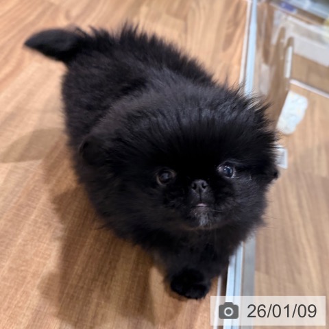 岡山県のペキニーズ (ペッツワン 岡山南店/2025年10月30日生まれ/男の子/ブラックホワイト)の子犬の4枚目の画像