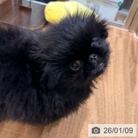 岡山県のペキニーズ (ペッツワン 岡山南店/2025年10月30日生まれ/男の子/ブラックホワイト)の子犬の3枚目の画像